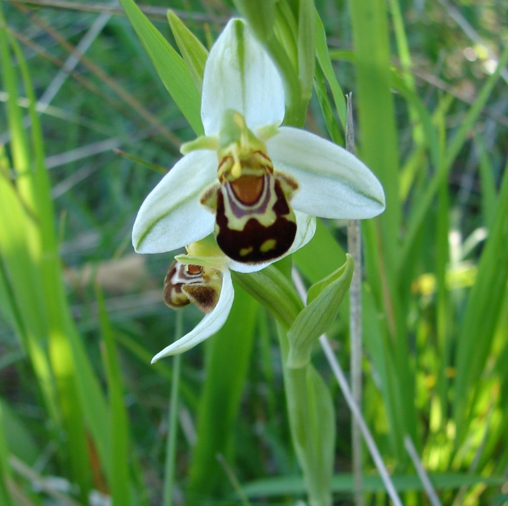 Orchidee appennino parmense
